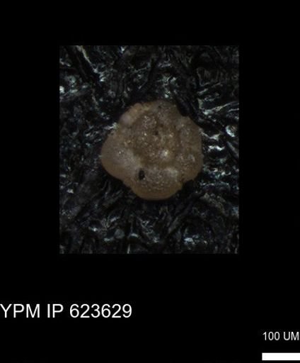 undet. Foraminiferida