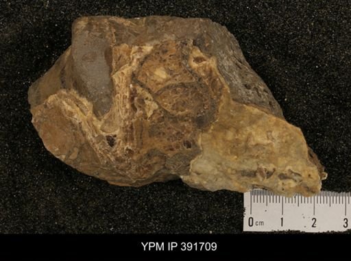 undet. Ammonoidea