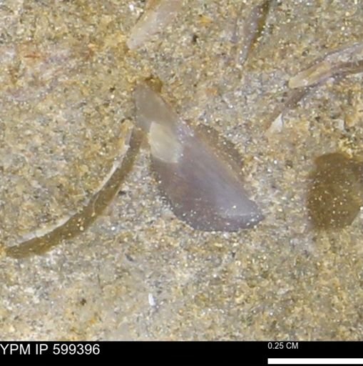 Protocardia subquadrata