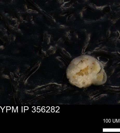 undet. Foraminiferida