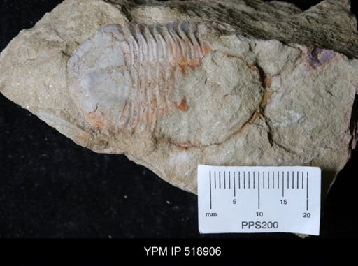 undet. Nileidae