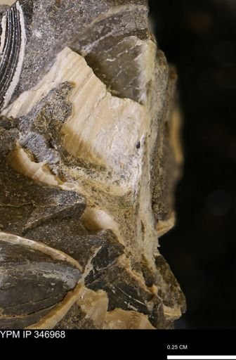 undet. Bivalvia