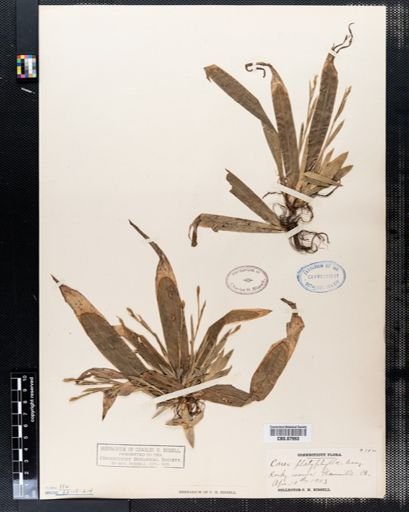 Carex platyphylla