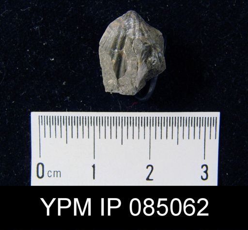 Camarotoechia fringilla