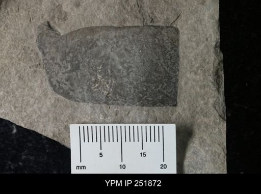 Eurypterus sp.