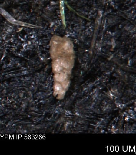 Verneuilinoides hectori