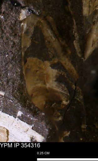 undet. Bivalvia