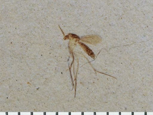 undet. Mycetophilidae