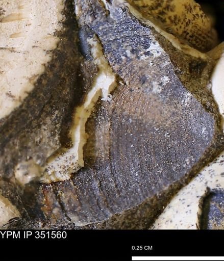 Limopsis striatopunctatus