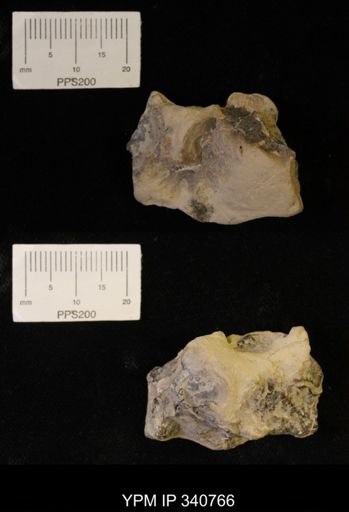undet. Crustacea