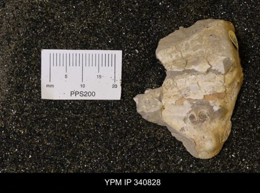 Scaphites sp.