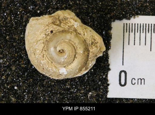 Lunatia concinna