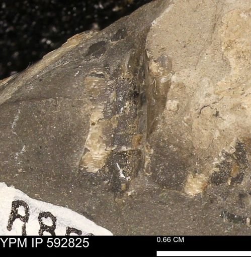 undet. Bivalvia