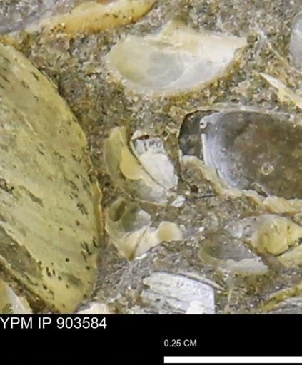 undet. Bivalvia