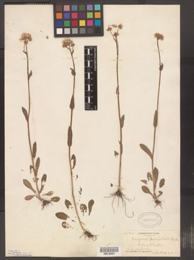 Erigeron pulchellus