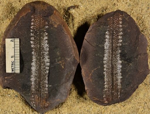 Pecopteris