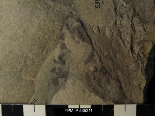 undet. Eurypterida