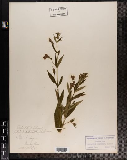 Plantae