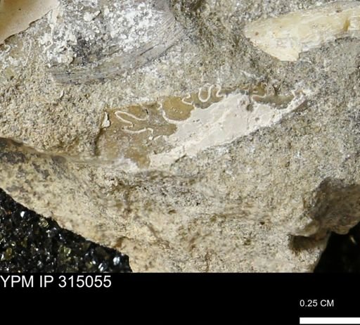 undet. Scaphitidae