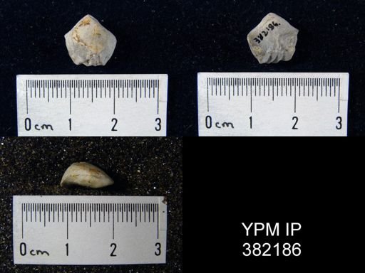 Pugnax utah
