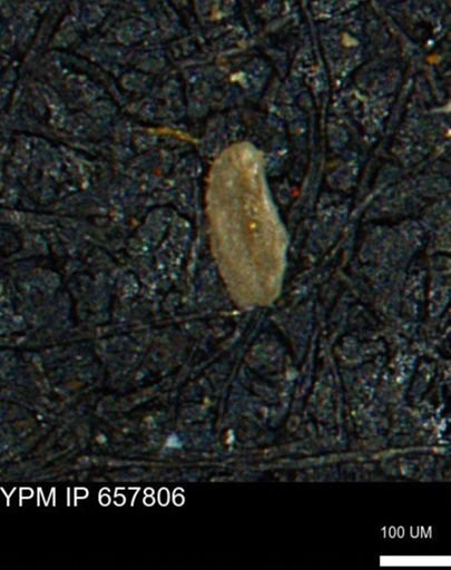 Miliammina cf. sproulei