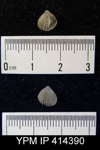 undet. Camarotoechiidae