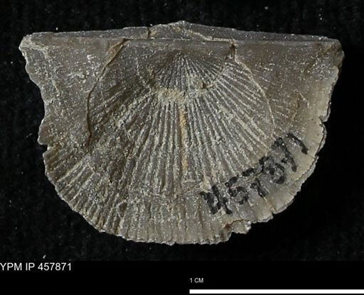 Strophodonta sp.