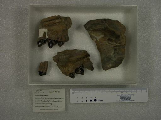 Pachyaena sp.