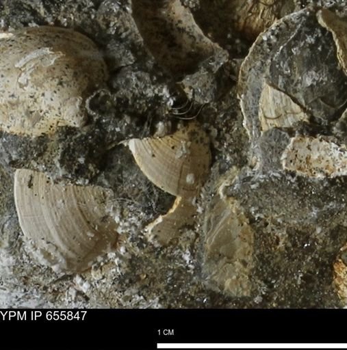 Limopsis sp.