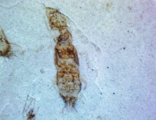 undet. Isoptera