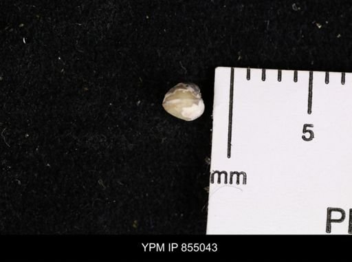 Protocardia sp.