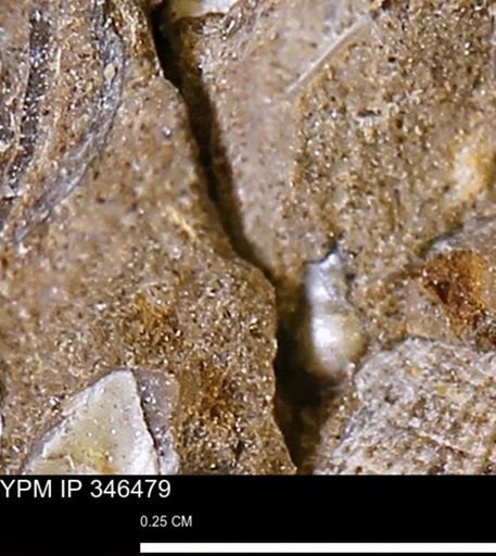 undet. Mollusca