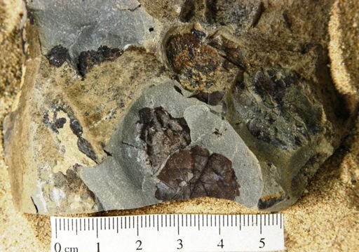 Angiospermopsida