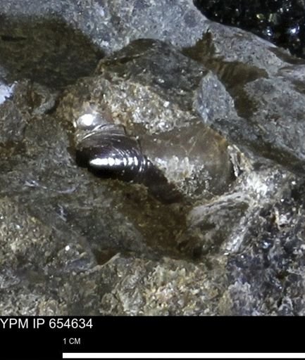 Lingulida