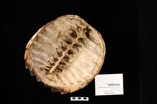 Chelydra serpentina