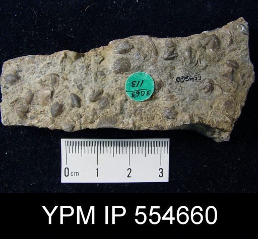 Hyattidina congesta junea