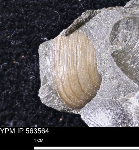 Limopsis striatopunctatus
