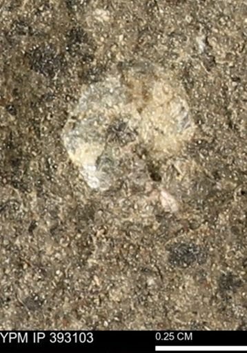 Scaphites sp.
