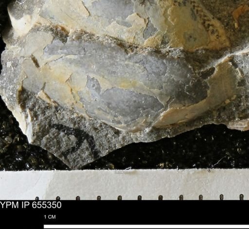 Malletia evansi