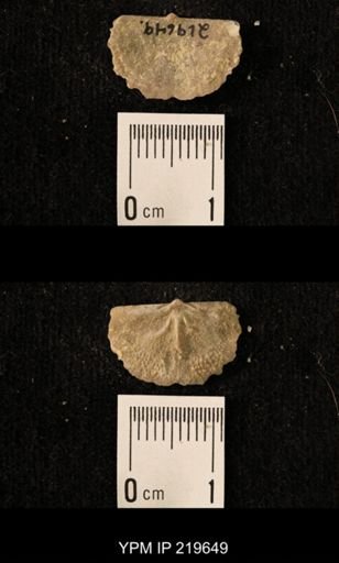 Chonetes granulifer