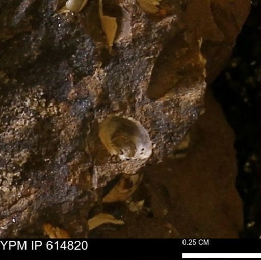 Protocardia?