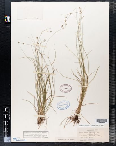 Carex radiata