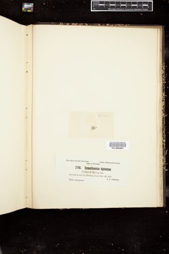 Gymnothamnion bipinnatum