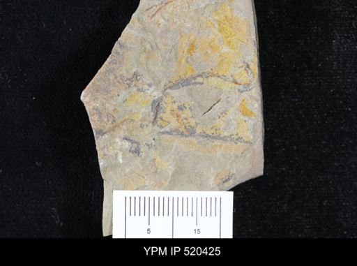 undet. Graptolithina