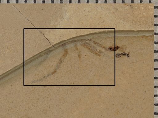 undet. Arachnida