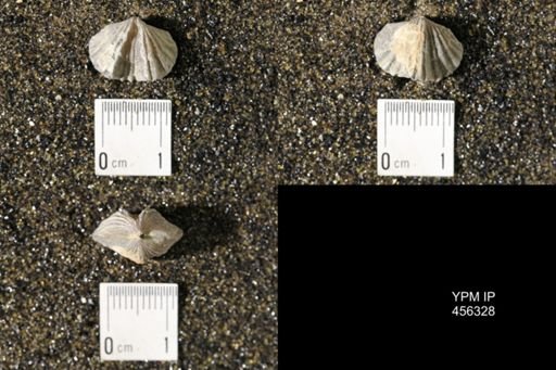 Platystrophia biforata