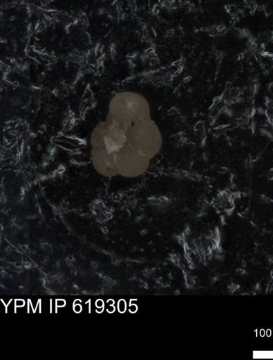undet. Rugoglobigerinidae