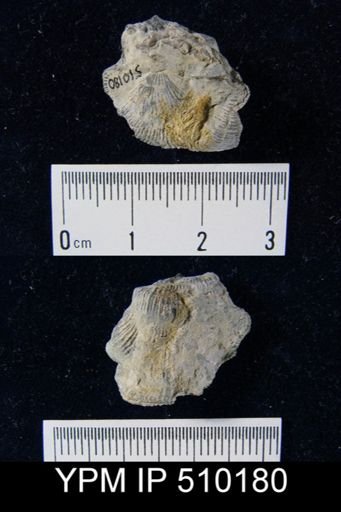undet. Brachiopoda