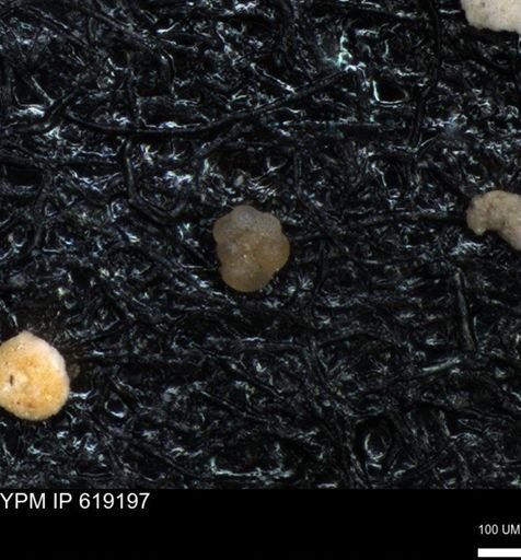 undet. Rugoglobigerinidae