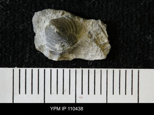 Encrinurus anticostiensis